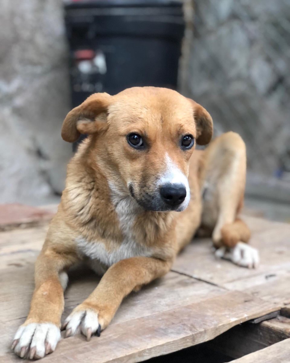 primero_perro's tweet photo. Ella es Asuna 🌼

Nos encontramos hace 9 días cuando estaba en una situación algo muy difícil pues estaba en Celo y tenía como 20 perros al rededor que no la dejaban ni ponerse de pie,veníamos d e vuelta a casa cuando la vimos y bajamos para ayudarla. https://t.co/vBr2vuIce7