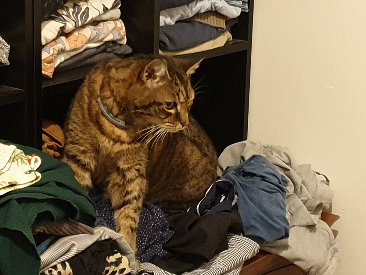 Pheepster's tweet photo. You were a good cat 

You were loud, you were needy
You were lazy and very sleepy
But you were a good cat 

I didn't know you as a kitten
But when we met I was smitten
You were a good cat https://t.co/DkorIQJbZg