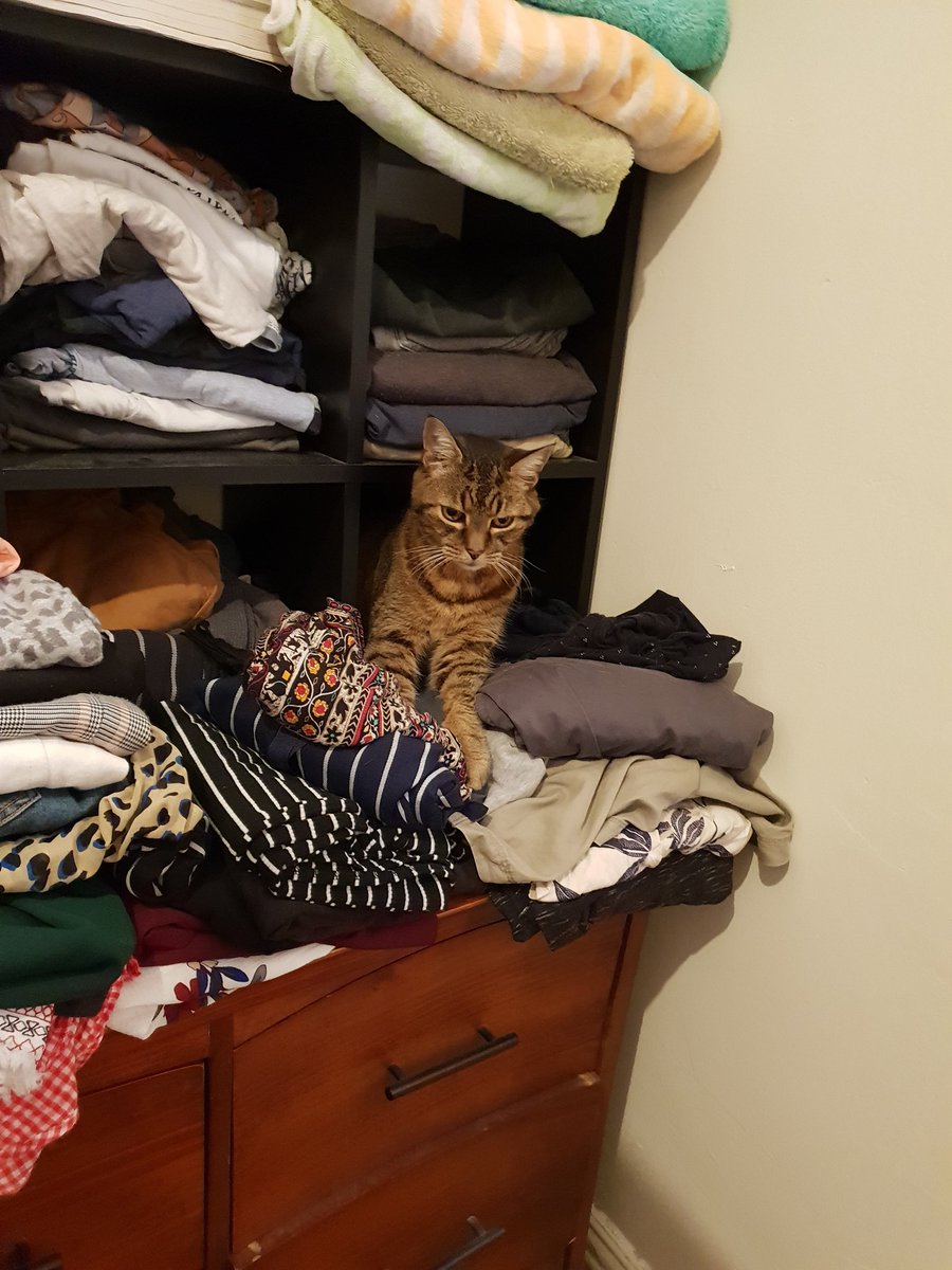 Pheepster's tweet photo. No energy to play, you just wanted a cuddle
But thats okay, my furry bundle
You were a good cat 

Its hard right now but I know we did right
Not many get to your age you had alot of fight
Through isolation and separation you were a delight
But it was your time to say goodnight https://t.co/urKwkrinil