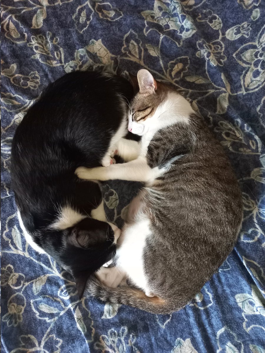 adriorth's tweet photo. @alvaroborba Frajola e Félix (irmãos). Ou seriam Yin e Yang? 😍😍
Gatinhos são amor. ❤ https://t.co/MoCTBGdOkT