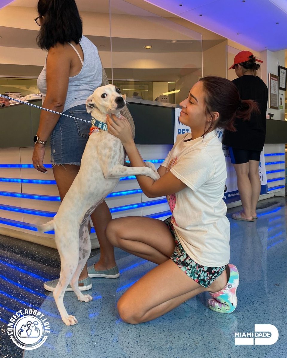 AdoptMiamiPets's tweet photo. Last week 132 pets found their fur-ever homes. Isn't that fantastic? We're over the moon for them. Congratulations to all the happy families and thank you for choosing adoption.🐶😺🏡💞 https://t.co/09uYFT3qcp