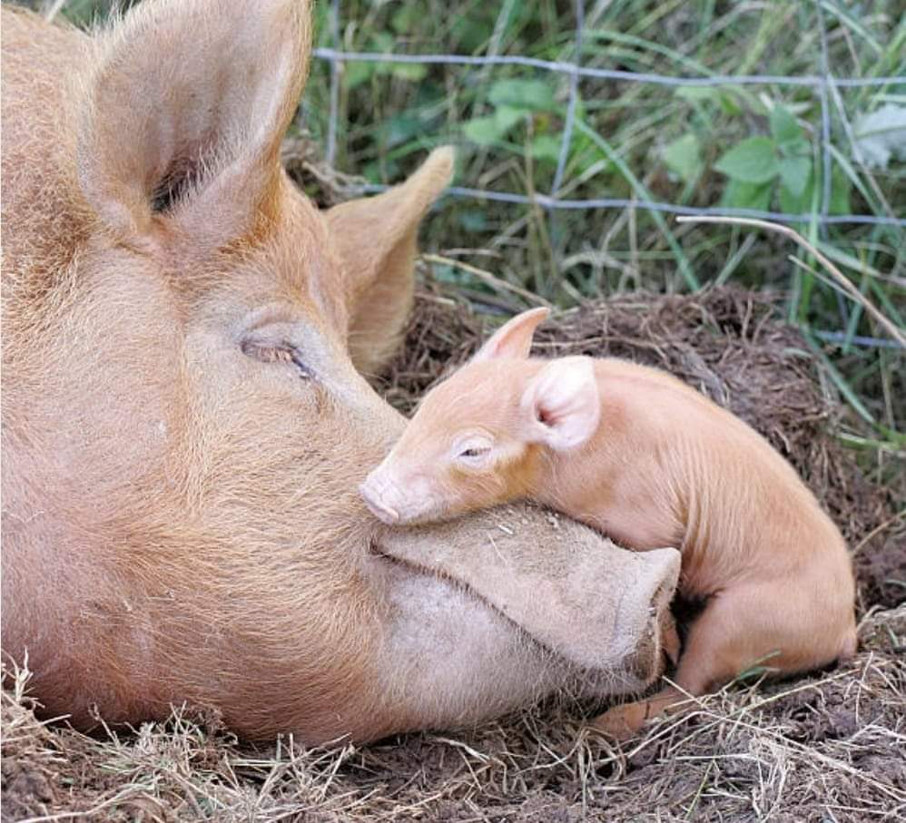 Did you know mother pigs sing to their babies while nursing? Be kind for them, be #vegan ...💗💞