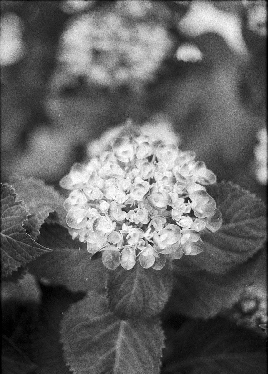 FilmBearPhoto's tweet photo. ハーフサイズカメラも捨てたモンじゃ無い
#カメラ好きな人と繋がりたい⠀
#写真好きな人と繋がりたい⠀
#フィルム写真⠀
#レトロカメラ⠀
#Filmphoto⠀
#FilmPhotography⠀
#olympuspenf⠀
#olympus_pen_f⠀
#halfsizedcamera⠀
#オリンパスペンF⠀
#オリンパスPENF⠀
#ハーフサイズカメラ
#ilfordfp4 https://t.co/wOyfwFfKr3