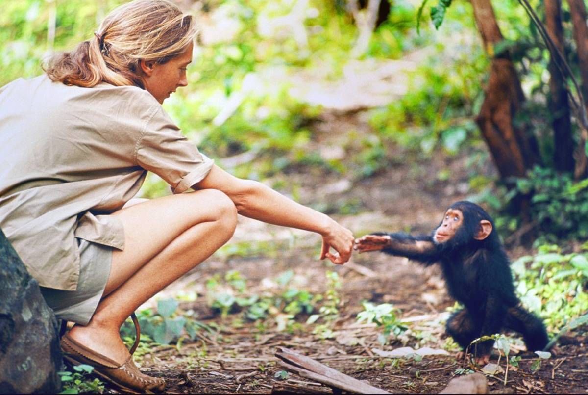 ramblingsloa's tweet photo. Be a hand that reaches out.
Be a smile for those that have no reason to smile.
Be a light for those that live in darkness.

Pic Jane Goodall Institute https://t.co/BJXx8kqdCE