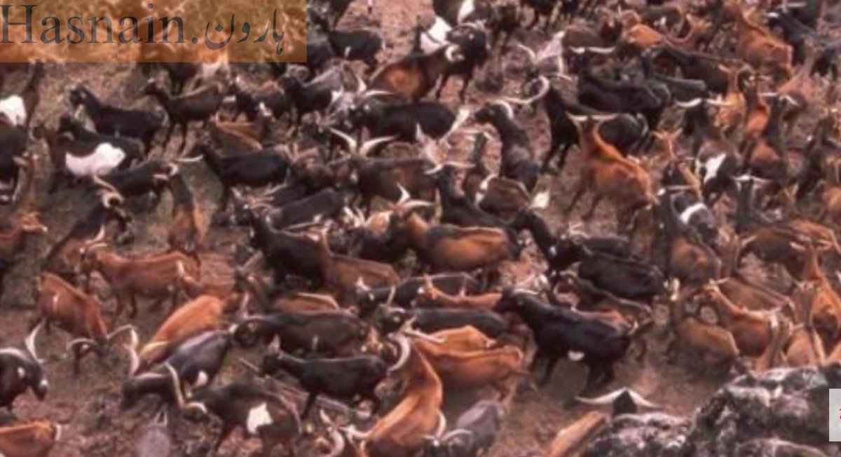 salimkh20544058's tweet photo. @GreatGoatsNFT 

Here is some real great goat collection!!!
please review this!

And please consider me!!!

@nottysol 
@suavaetv 
@xCodeRed5 https://t.co/qNfZAEjESY