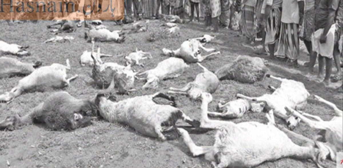 salimkh20544058's tweet photo. @GreatGoatsNFT 

Here is some real great goat collection!!!
please review this!

And please consider me!!!

@nottysol 
@suavaetv 
@xCodeRed5 https://t.co/qNfZAEjESY