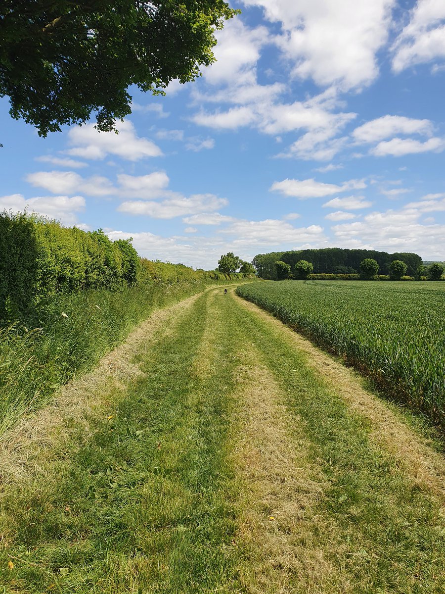 hjgough's tweet photo. Have got to Sherborne, and now trying to decide how to rate the walk. I had to hack away a few nettles, and we were chased by bullocks 🐄 so maybe just a 4 🌟. Anyway, Sherborne and Stalbridge are now connected to the rest of the Westcountry #SlowWays #Stalbridge #westcountry https://t.co/ZyeyG4DFR1