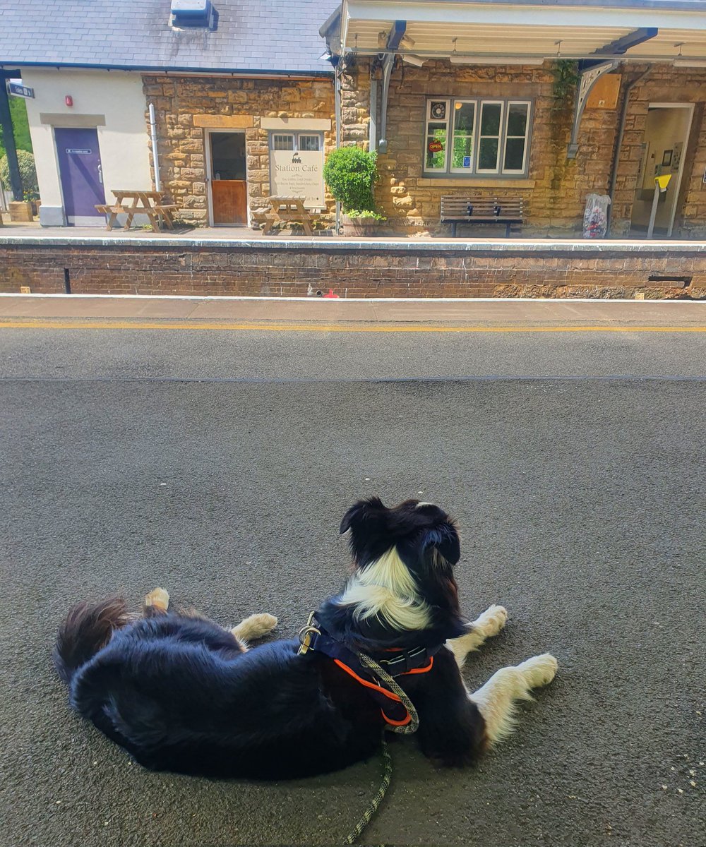 hjgough's tweet photo. Have got to Sherborne, and now trying to decide how to rate the walk. I had to hack away a few nettles, and we were chased by bullocks 🐄 so maybe just a 4 🌟. Anyway, Sherborne and Stalbridge are now connected to the rest of the Westcountry #SlowWays #Stalbridge #westcountry https://t.co/ZyeyG4DFR1