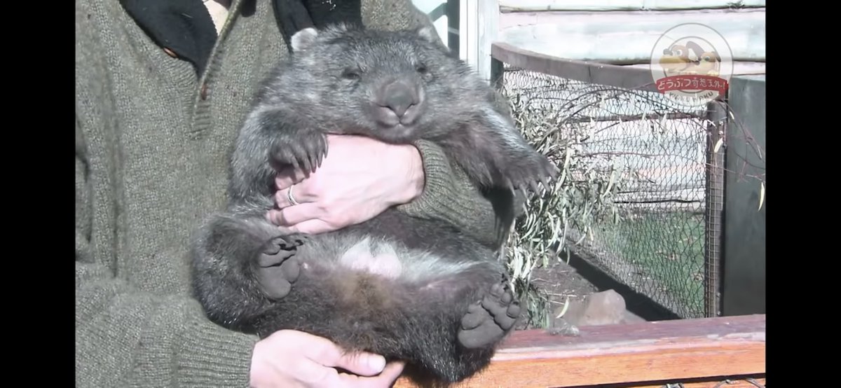 いかにも柔らかそうな見た目のウォンバット 実は最強のおしりを持っている 天敵の頭蓋骨を粉砕できる 撫でられないとうつ病に Togetter