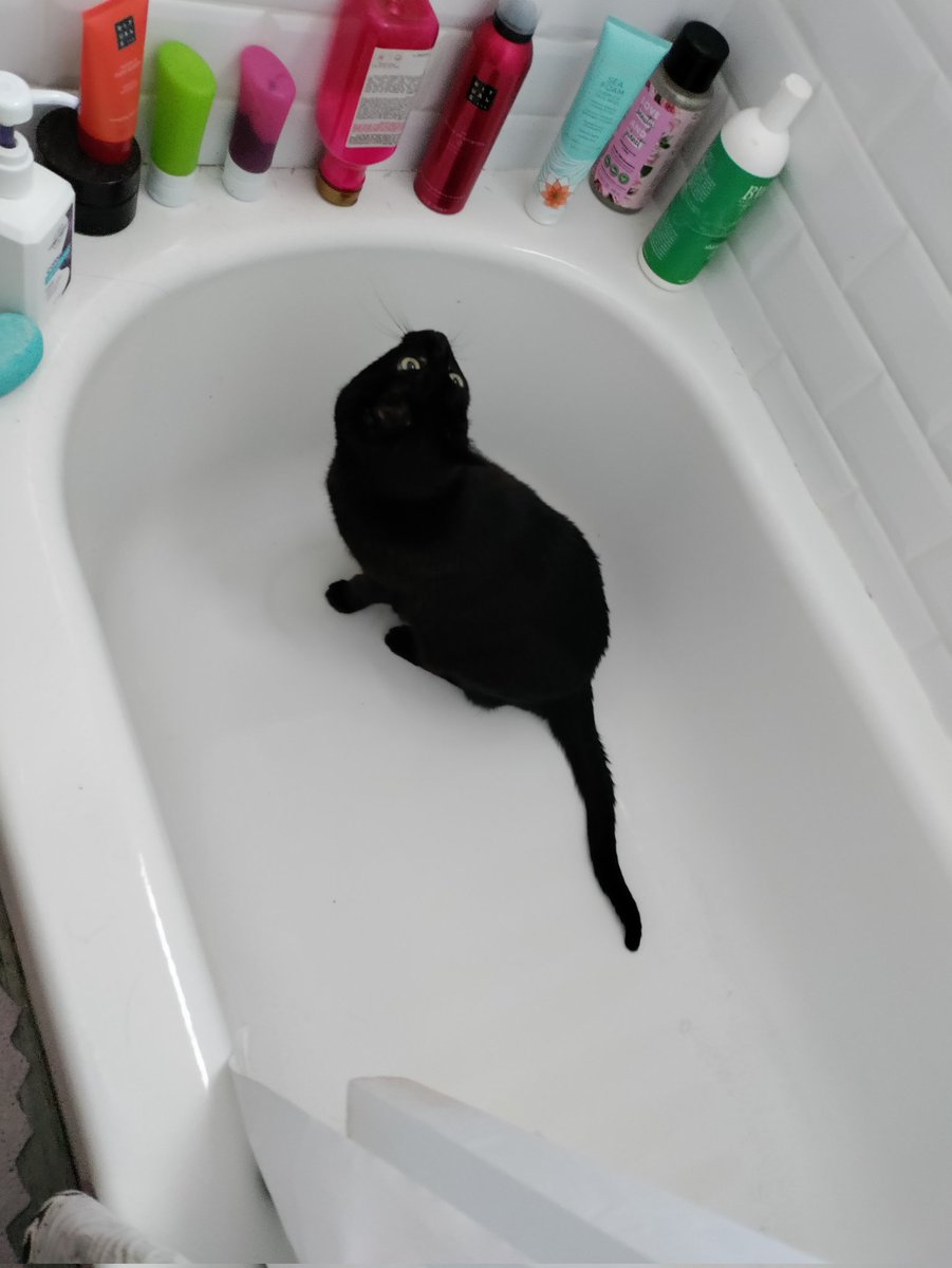 GoogleForCats tweet picture