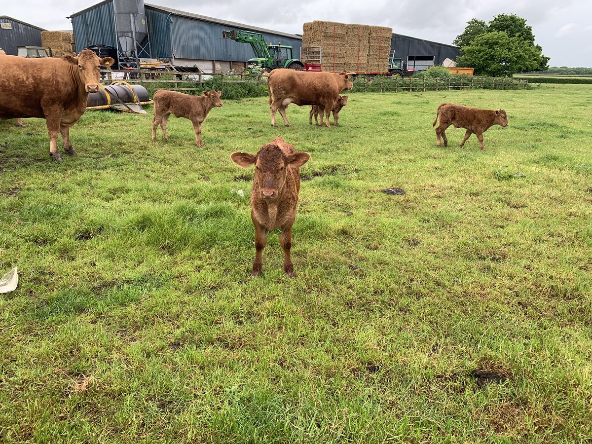 Liz Webster tweet media