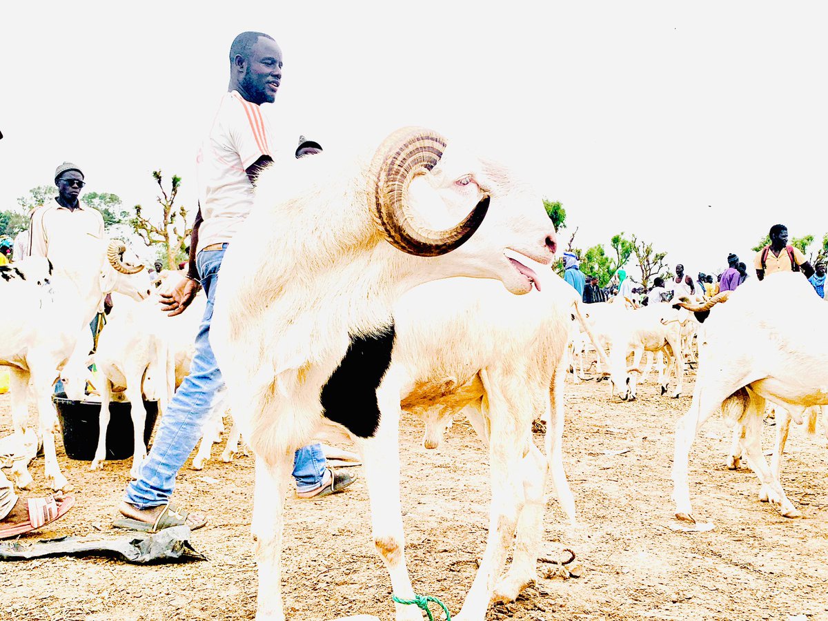 RealAronaBa's tweet photo. Le Sénégal 🇸🇳,
#Louma #Sandiara
@wadeabou @abdourami niou outi ame xare https://t.co/ddn7xB1c6W