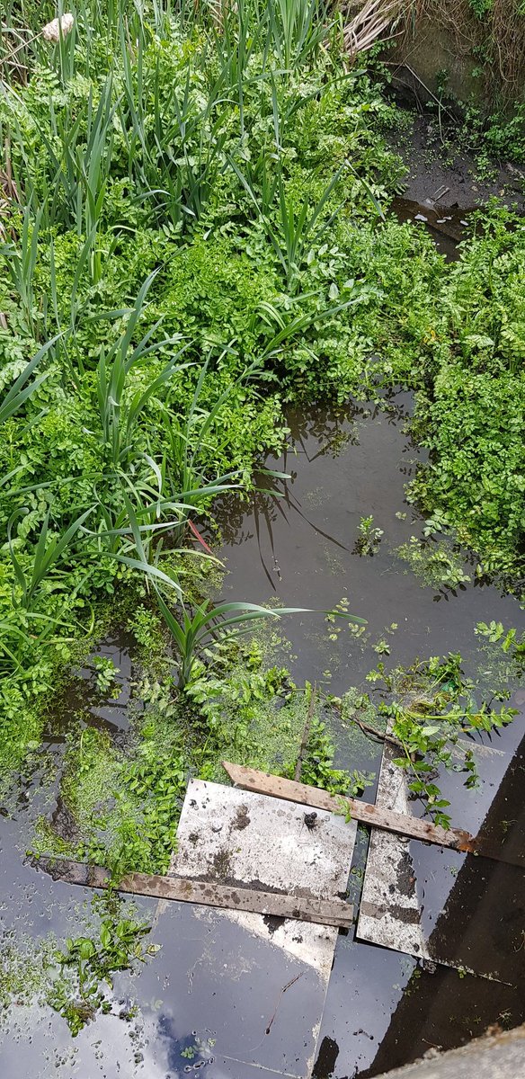 Buttercups & Bullrushes tweet media