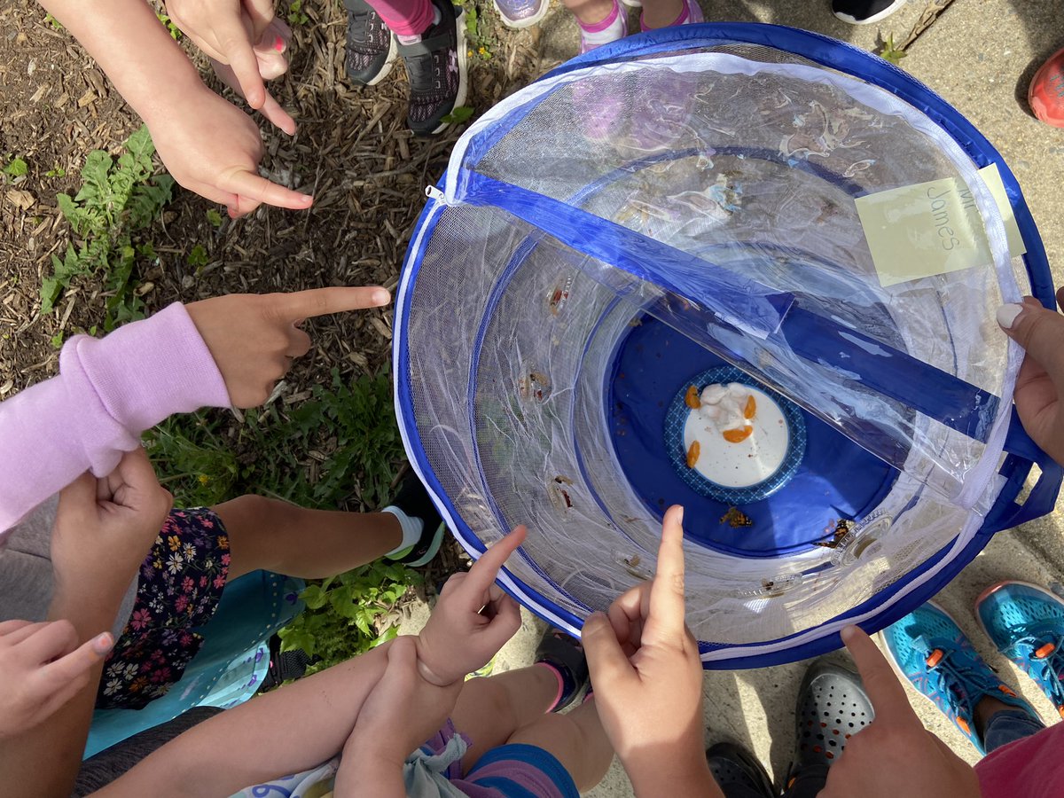 FCPS_JenTrueK's tweet photo. More pics of Kk-kings and queens and butterflies! #NMWRoars https://t.co/kf2UhatZk1