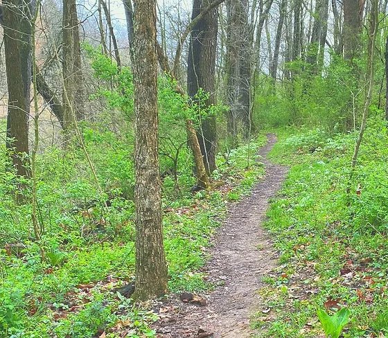 The Solemnity of Springtime 

#beautiful #nature #NatureBeauty #springtime #outdoors #Reading 

crabapplehollow.com/thewoodsedge
