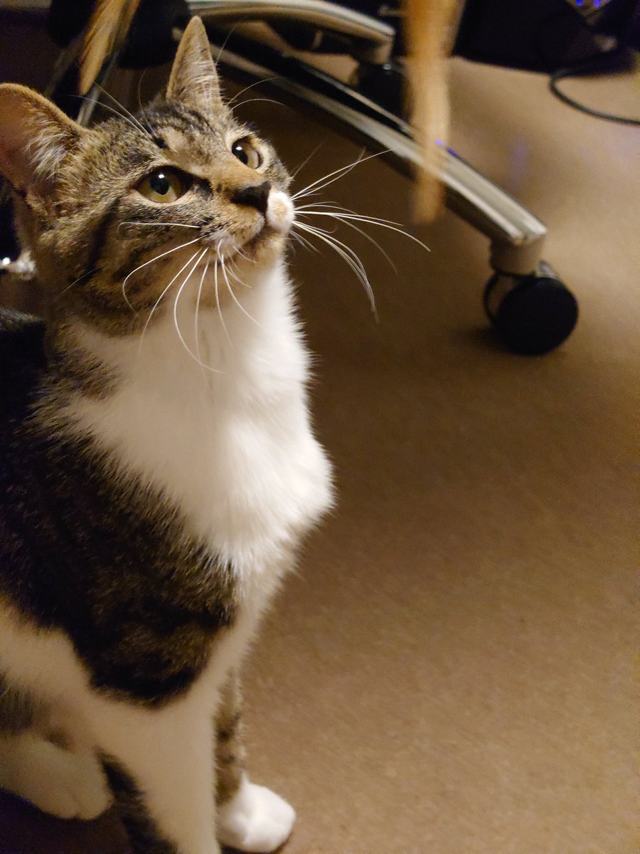 torasuka's tweet photo. 今日の猫 https://t.co/LF216WHA3O