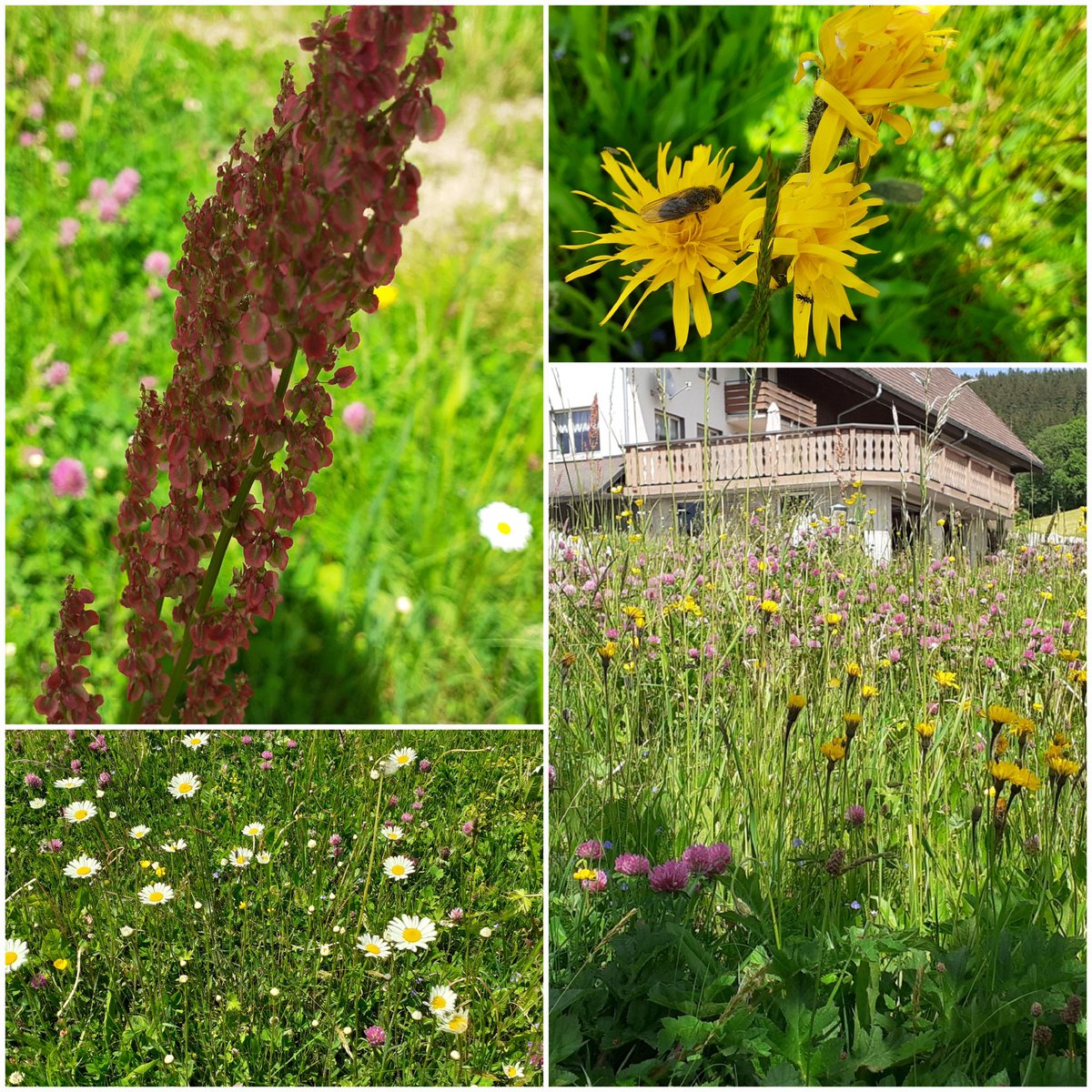 frauhasenklee's tweet photo. Hinter dem Garten noch ein Stückle ungemähte #Blumenwiese.
#Margariten, #Rotklee, #Sauerampfer https://t.co/4Yqu1TFPwM