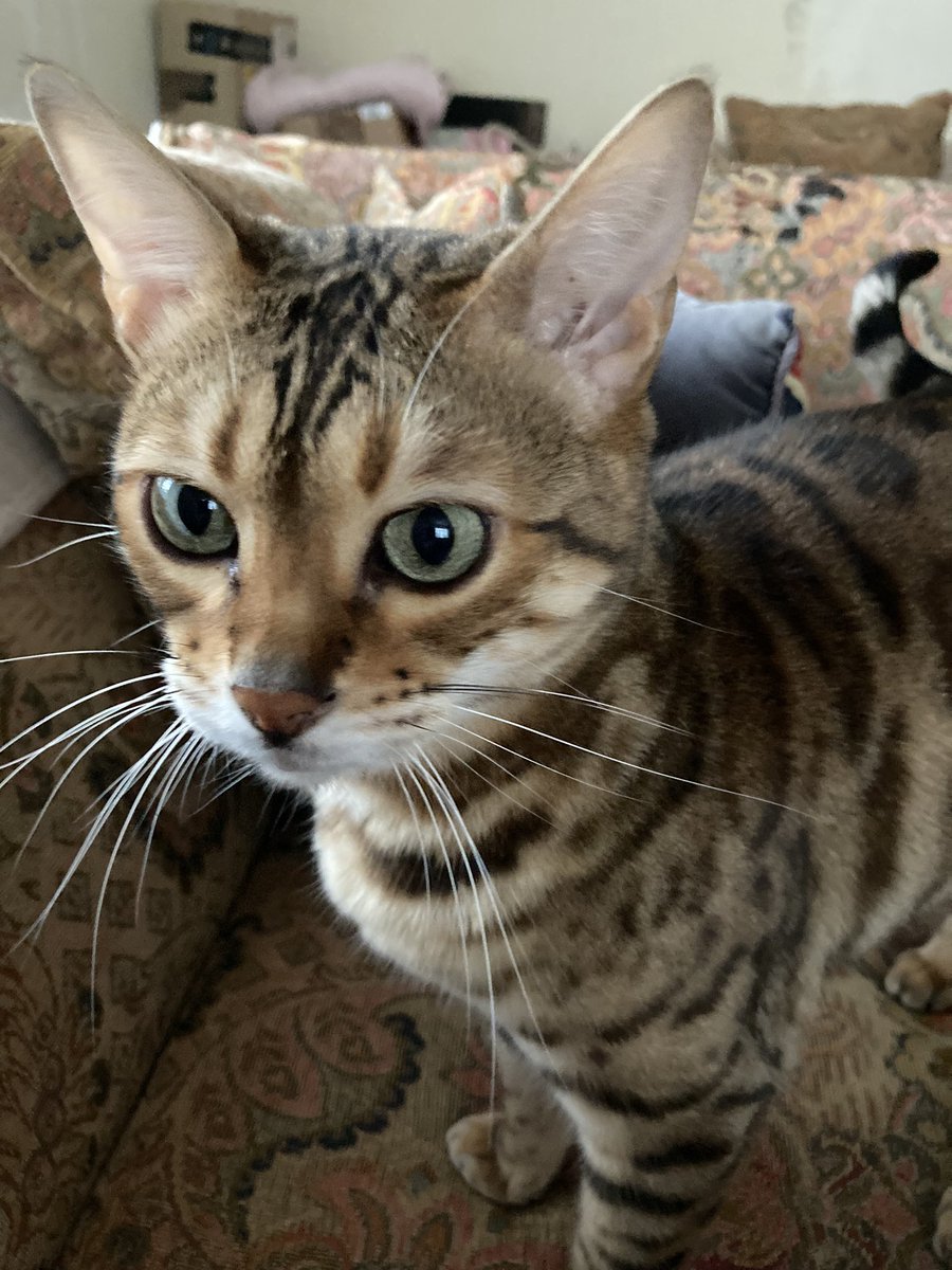 t1ggle's tweet photo. @rickygervais My beautiful girls… https://t.co/55FQFgG1iw
