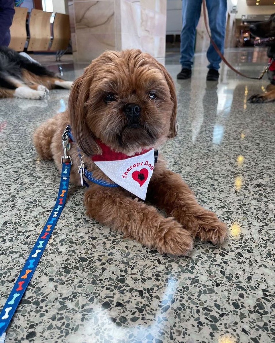 APTherapyDogs's tweet photo. Happy Saturday all!!!

Have you seen the love Dale gave out this AM today at 
@flyavp ?

We love Dale !!! 

#airporttherapydogs #flyavp #allianceoftherapydogs

Photo  - dalethetherapydog https://t.co/AzhsAeiyIK