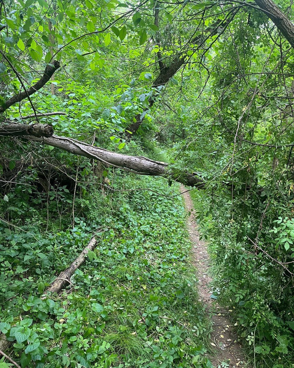 5/28 Trail Status: OPEN - but use caution ⚠️ We have a tree down for sure after Suspension Bridge. Hopefully nothing too muddy. Use your best judgement.