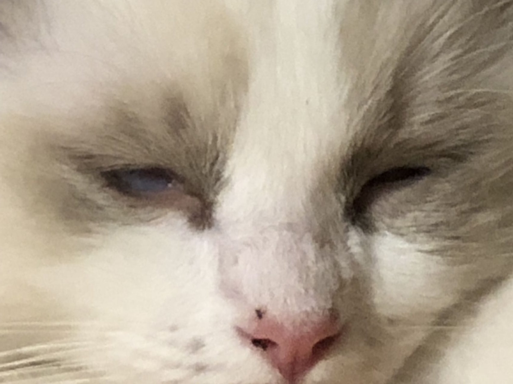 小猫咪 Twitter ख ज Twitter