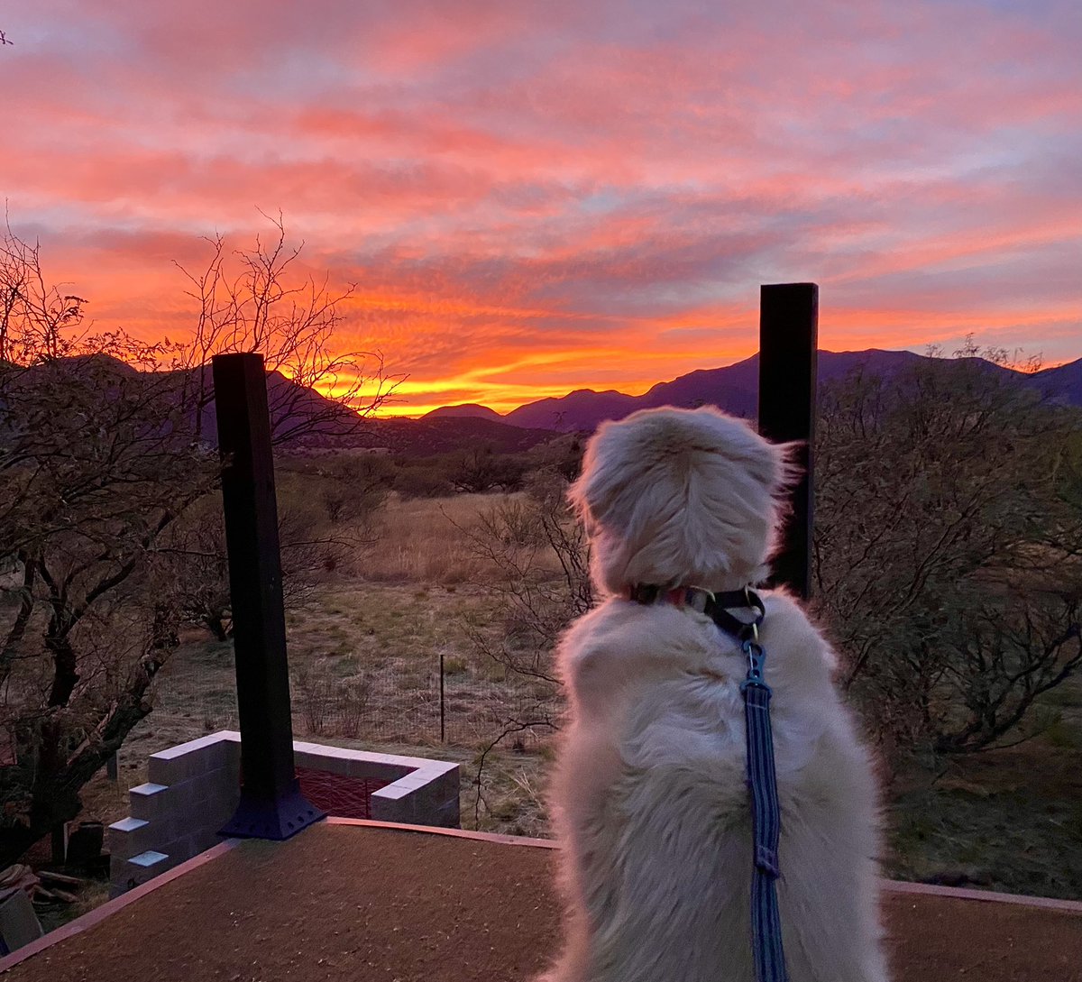 Sampson the Service Dog tweet media