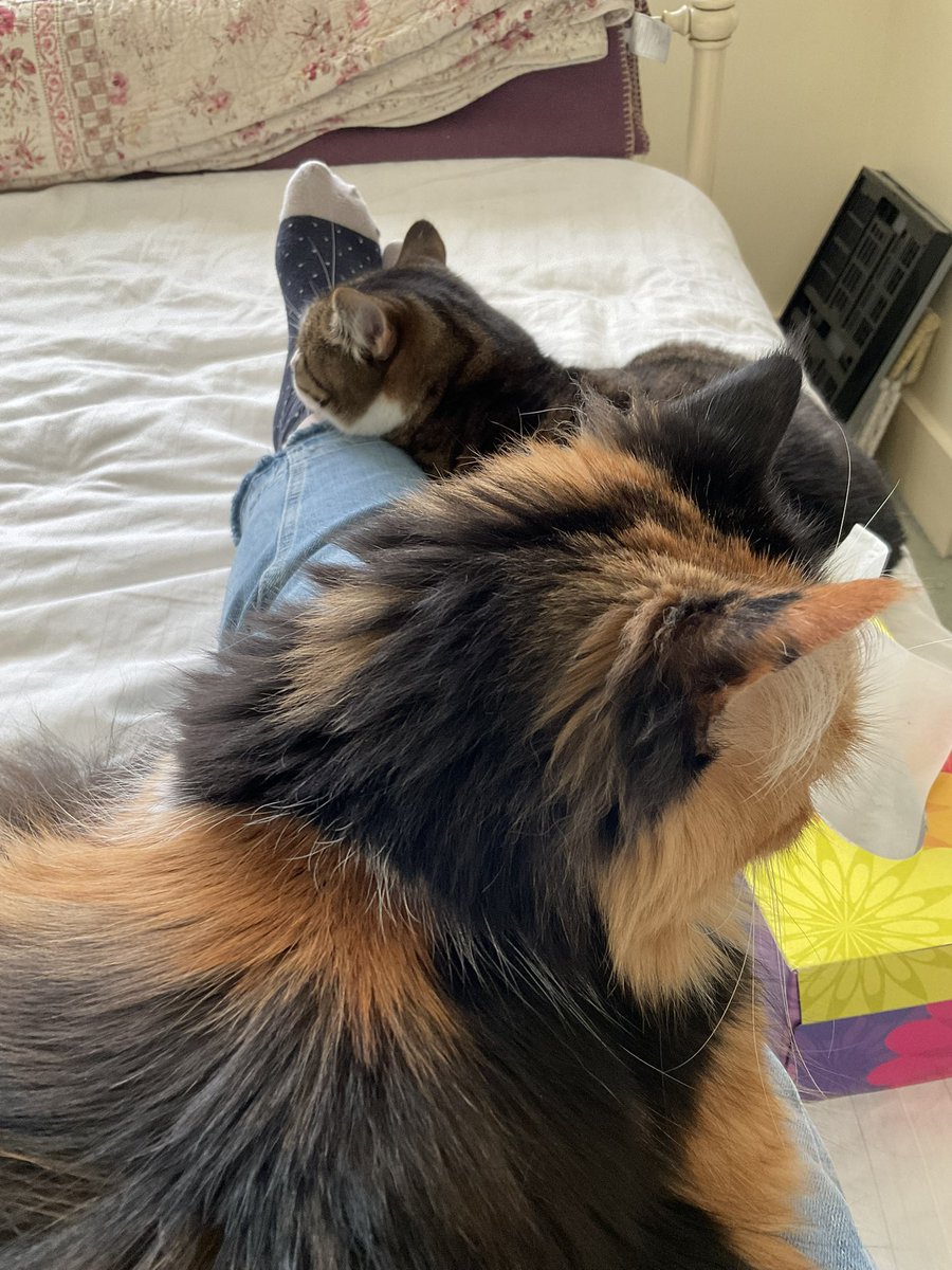 Else Churchill tweet media