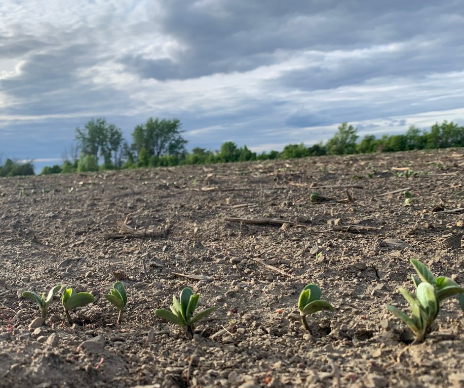 The season is just getting started  🌱 

Stay tuned because our R&amp;D team is currently working on plot trials to show the benefits of using precisely Rps genes based on the specifics of your field.
#plant22 #soilhealth #soybeans #PRR