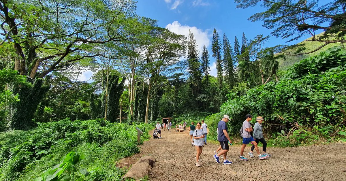 VirtualGlobeT's tweet photo. Hawaii's Most Popular Manoa Falls 하와이 최고 인기 마노아 폭포 + 아열대우림

https://t.co/xswPhISwW6

#hawaii,#manoa,#falls,#trail,
#tropic,#sub,#rainforest, #stream,#hike,#walk,#hiking,
#honolulu

#하와이,#마노아,#폭포,#등산,#트레일,#걷기,#하이킹,#호놀룰루,#산책,#열대,#우림 https://t.co/VitlEBhTHN