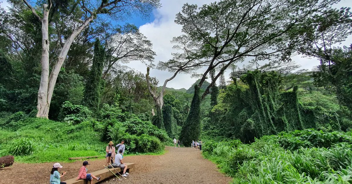 VirtualGlobeT's tweet photo. Hawaii's Most Popular Manoa Falls 하와이 최고 인기 마노아 폭포 + 아열대우림

https://t.co/xswPhISwW6

#hawaii,#manoa,#falls,#trail,
#tropic,#sub,#rainforest, #stream,#hike,#walk,#hiking,
#honolulu

#하와이,#마노아,#폭포,#등산,#트레일,#걷기,#하이킹,#호놀룰루,#산책,#열대,#우림 https://t.co/VitlEBhTHN