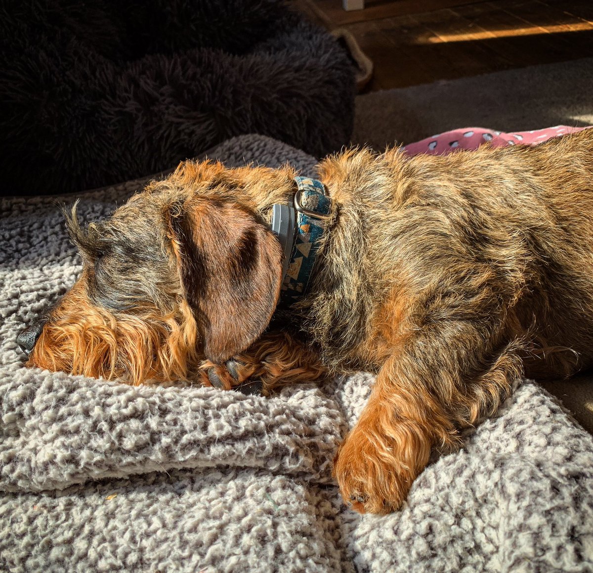 Finn53571796's tweet photo. Saturday snoozles in the sunshine 🤫🦦😴

#saturdaymood 
#naptime 
#snoozles
#tuftytoes 
#hobbitfeet 

P.S. yes mum is admiring my toe beans 🐾👌🏼 and velvety ears 🤗 https://t.co/Xr6uPUZOBS