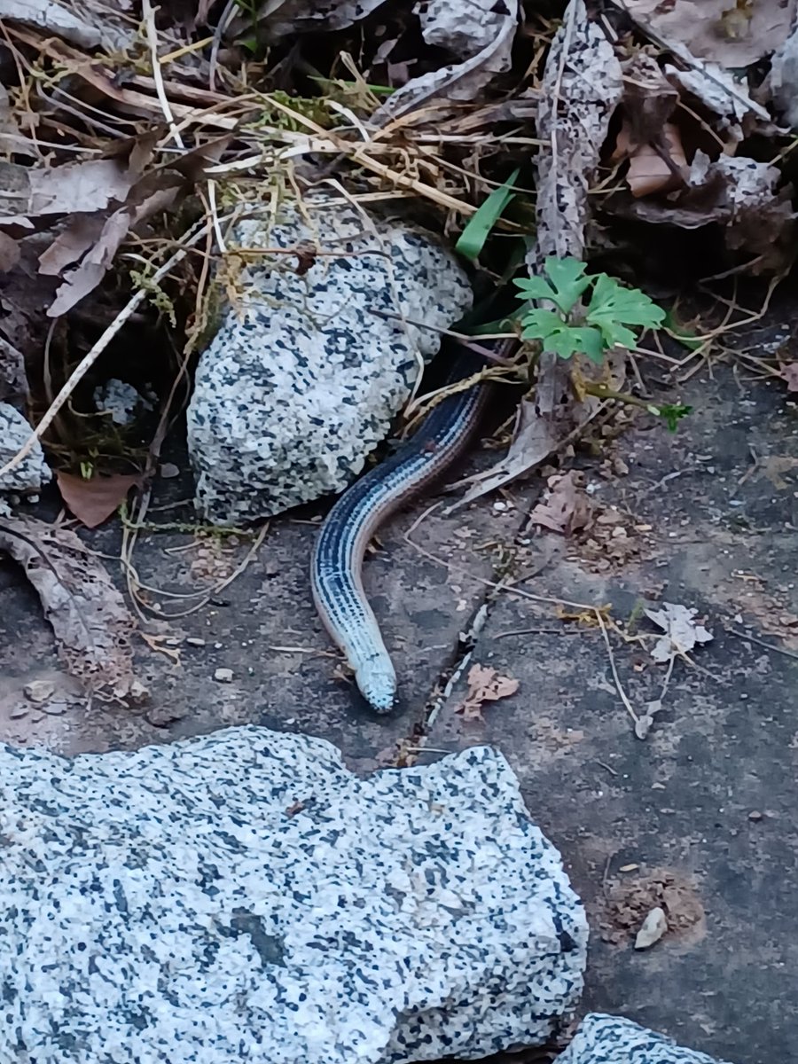Thaichy89's tweet photo. Da is ne Schlange in unserem Garten 😬😬😬

#AAAAAAAAAAH
#NIXWIEWEGHIER
#ICHMAGKEINESCHLANGEN https://t.co/MekjJCzT36