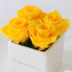 薔薇の花のtwitterイラスト検索結果 古い順