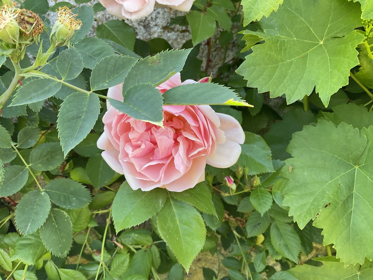 Fleurir La vie en rose