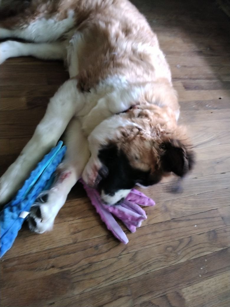 Saint_BuddhaBoi's tweet photo. i love squids! they crinkle an squeak! i keep trying to take them on the coucn an mommy sayz no and get down. she sayz im to big for the couch
#Puppy #SaintBernard #Squid #Toys #Playtime #CouchHog https://t.co/E1Dsu5D6ZU