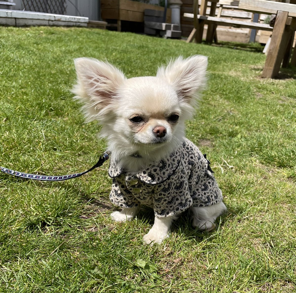 Peaches in her cute little tearoom outfit 🌸 
We’re going to need a really tiny cake 🥰
#dogsoftwitter