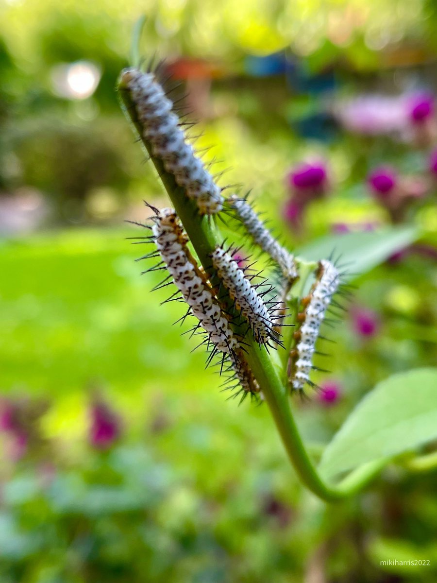 DownEasyStreet's tweet photo. Zebra Longwing babies! #floridabutterfly #wildlife #butterfly #caterpillar https://t.co/J7J75FWOXq