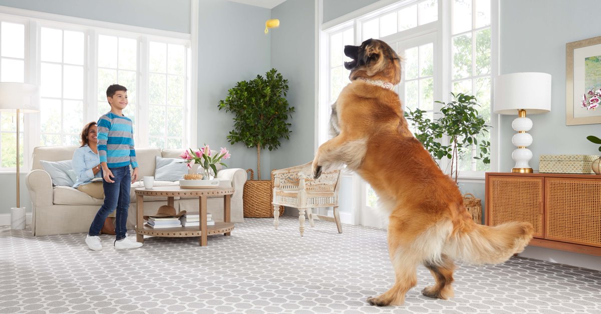 Bring playtime with your best buddy inside! STAINMASTER® PetProtect® carpet can handle a good game of fetch or tug of war.

Find the perfect carpet for your furry friend at <a href="/Lowes/">Lowe's</a>: low.es/3uKUQLj