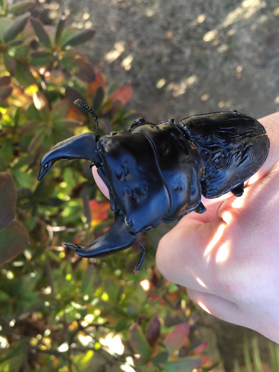 ペンギン tweet media
