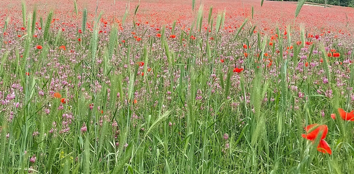 umbriankiss's tweet photo. Lovely time of year #casalecoccinella #umbria #umbrialovers #umbriatourism #umbriagram #visitumbria #italy_vacations #holidayinitaly https://t.co/2AWE2lTpru