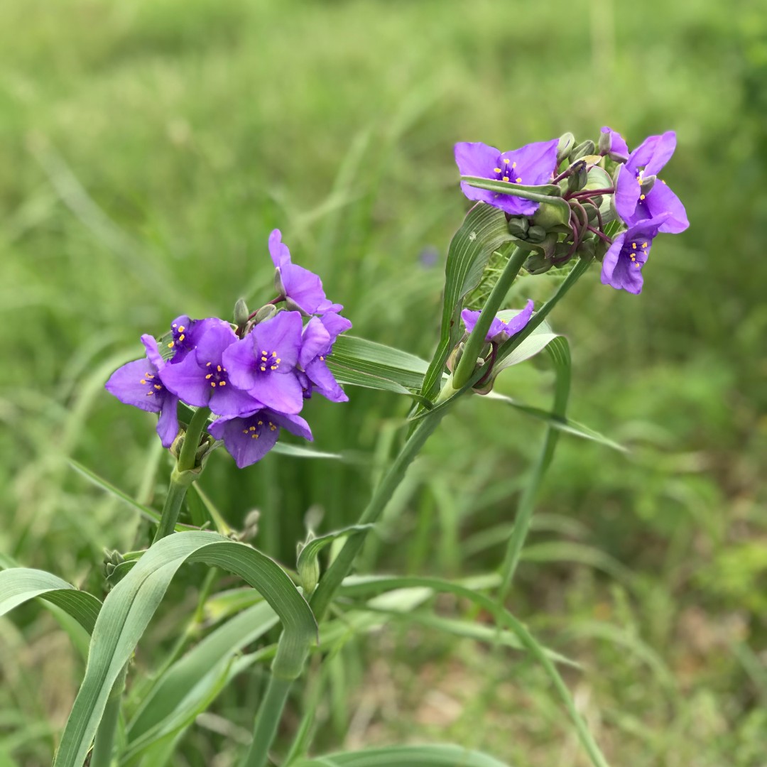 beesponsible's tweet photo. Spotted blooming in our meadow this past week...💜
#Spiderwort #BeeFriendly #NativeFlowers https://t.co/CGAidEc8nN