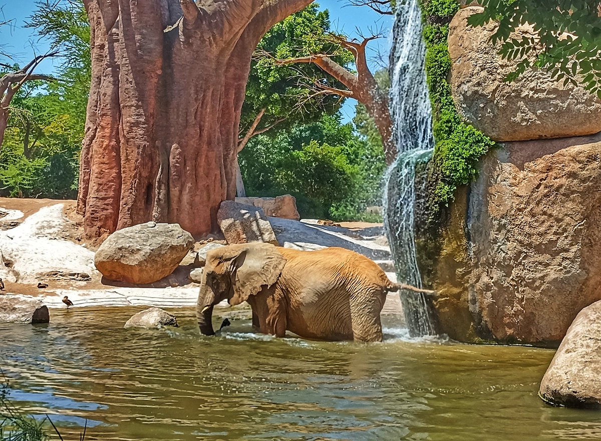 paris_eva's tweet photo. Día completo en @Bioparc #Valencia https://t.co/9vPiqGbNYO