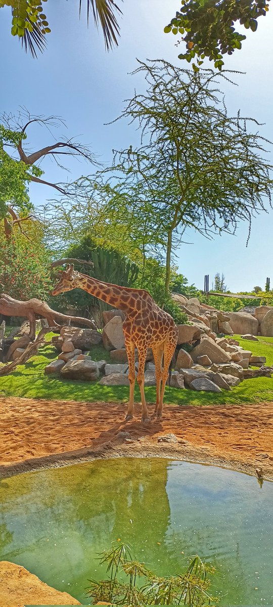 paris_eva's tweet photo. Día completo en @Bioparc #Valencia https://t.co/9vPiqGbNYO