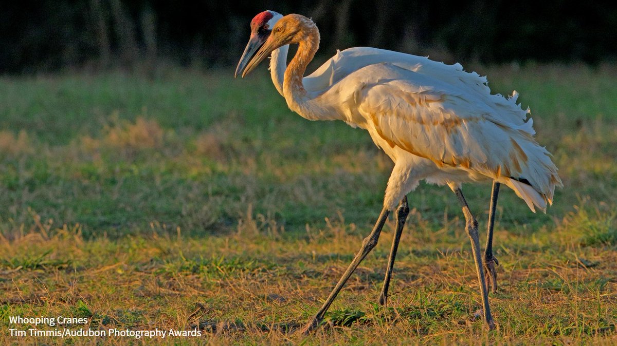 Audubon Society tweet media