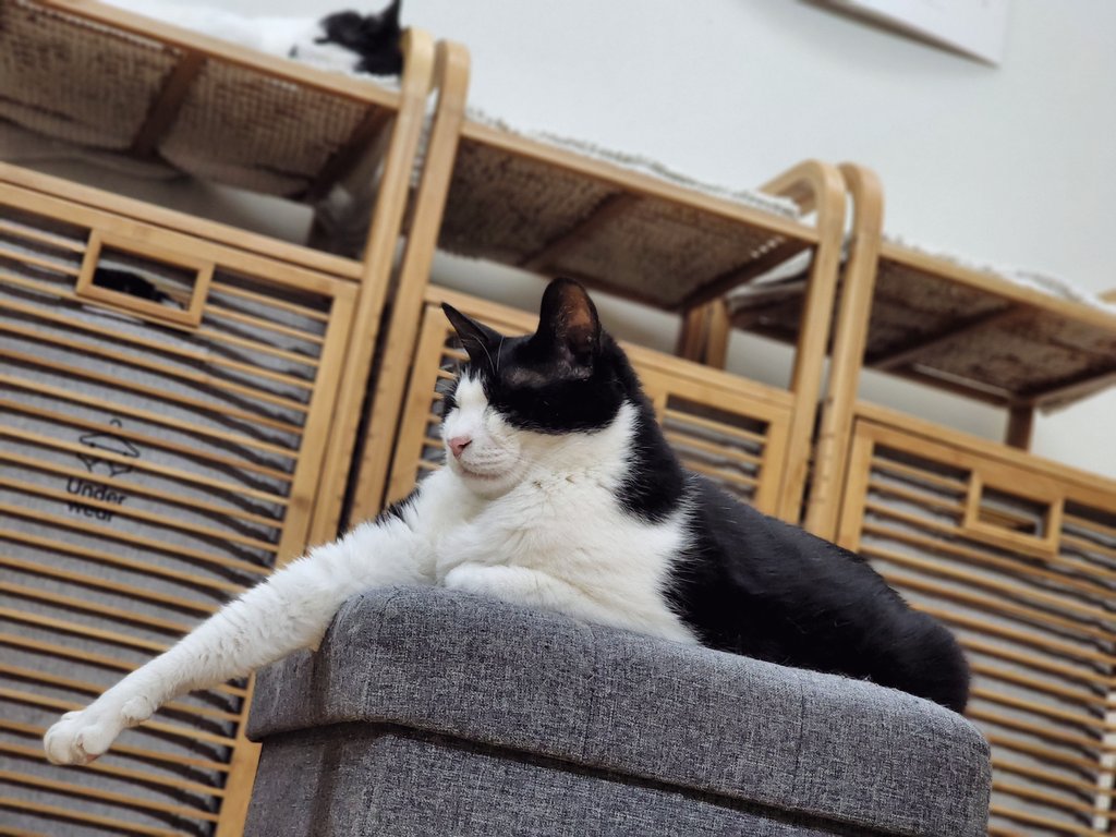 아무것도 못하겠는데 자려면 씻어야 하고 씻기 귀찮아서 잠시만 누웠다가 1시간째 핸드폰 보는 사람과 그 곁의 고양이들. 애기들이랑도 놀아줘야 하는데ㅠ