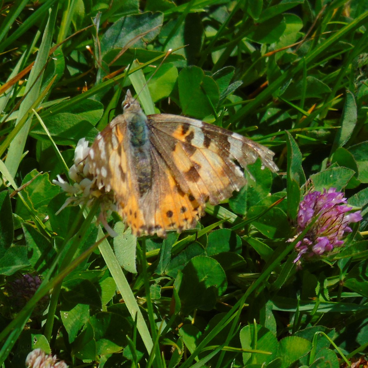 OareMarshes's tweet photo. CC today, #SmallTorts were out in force, a worn #Lady #SmallHeath & #YellowShell moth. Lots of Reed Buntings, Sedgies, Reed, YellowWags, Skylarks, Mipits etc....didnt see any Little Terns today. Great to be out on a nice sunny day. #LowCarbonBirding https://t.co/8e4PTBc1CE