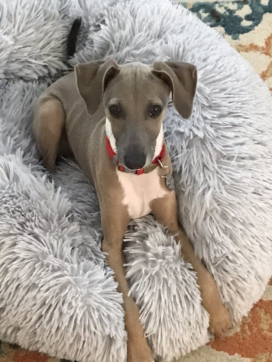 Angel Remy guided me to his little brother! Pals, meet Maddox Earl McClain! He was born on 2/22/2022 &amp; Remy is guiding him to help me. He will continue Remy’s Twitter account &amp; heal my heart. 🥰