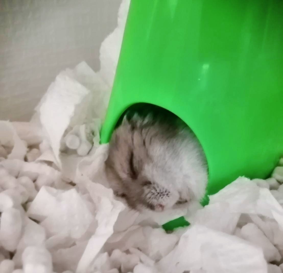 ﾑﾆｬﾑﾆｬ…🐹💤＃ハムスター #ハムスターのいる暮らし #ハムスター部 #ハムスター好きと繋がりたい #ハムスターのいる生活