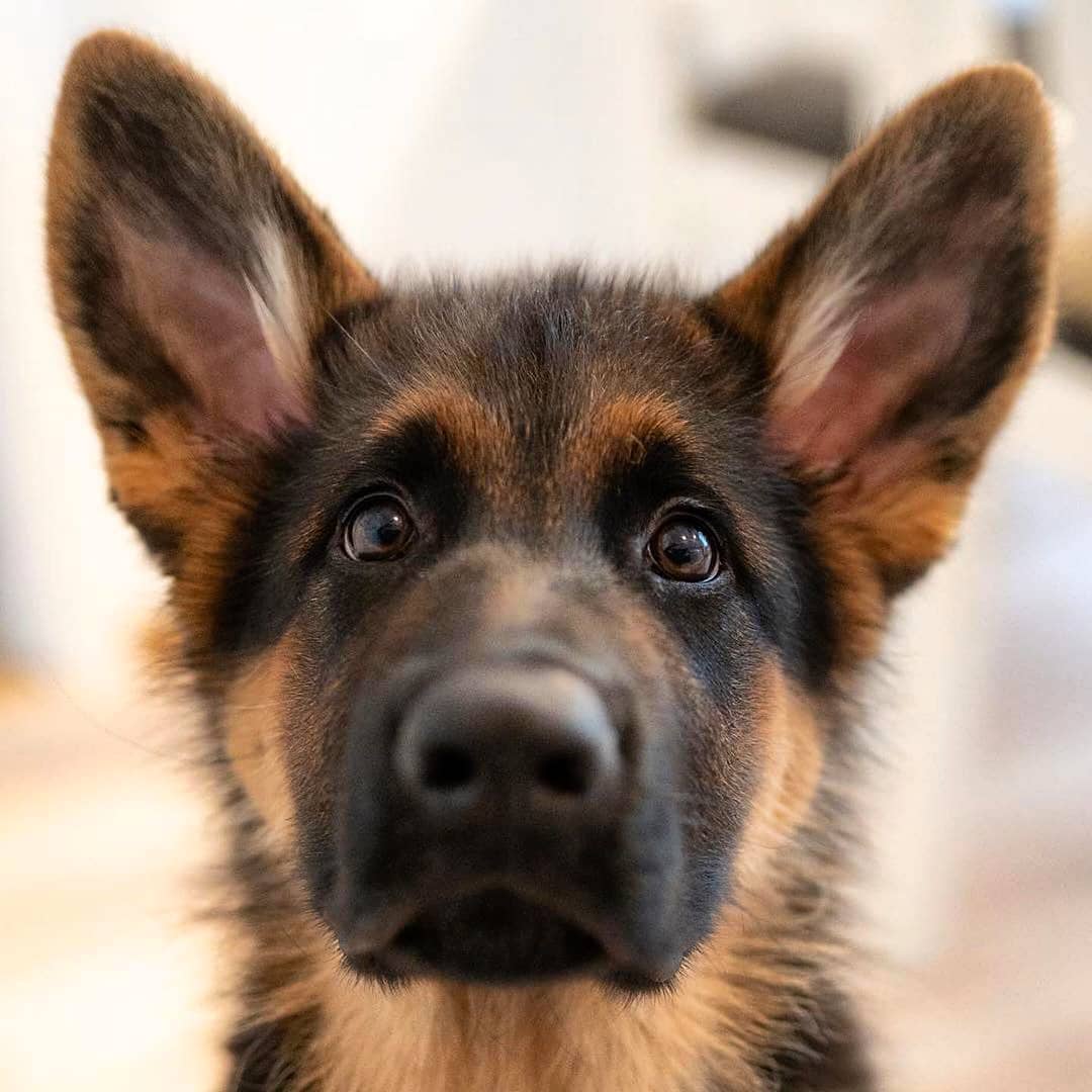 GsdLoverss's tweet photo. Hellooooo🙈❤❤

#GermanShepherd #gsd #Dog #dogs #DogsofTwittter https://t.co/WiIlejbK43