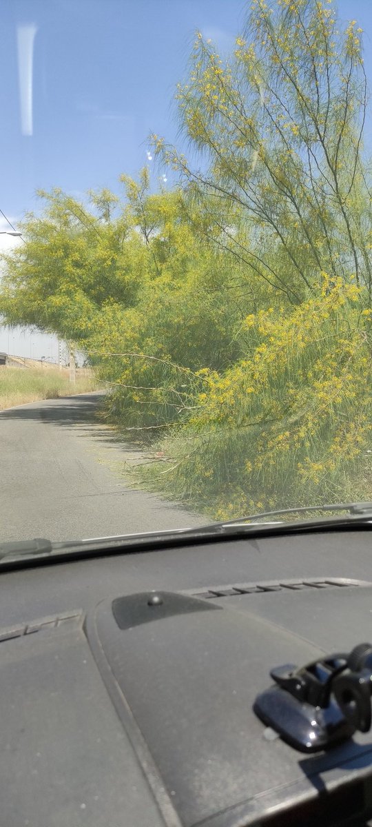 isabelmatasr's tweet photo. @Ayto_Sevilla Cuando haya un accidente nos lamentaremos, pero ya será para nada... 
Si de día es peligroso, que casi te saca de la carretera, de noche ni os cuento... Necesita poda urgente. 
En salida 5 (Padre Pío) desde SE-30 dirección Granada https://t.co/CJK28Q83Hb